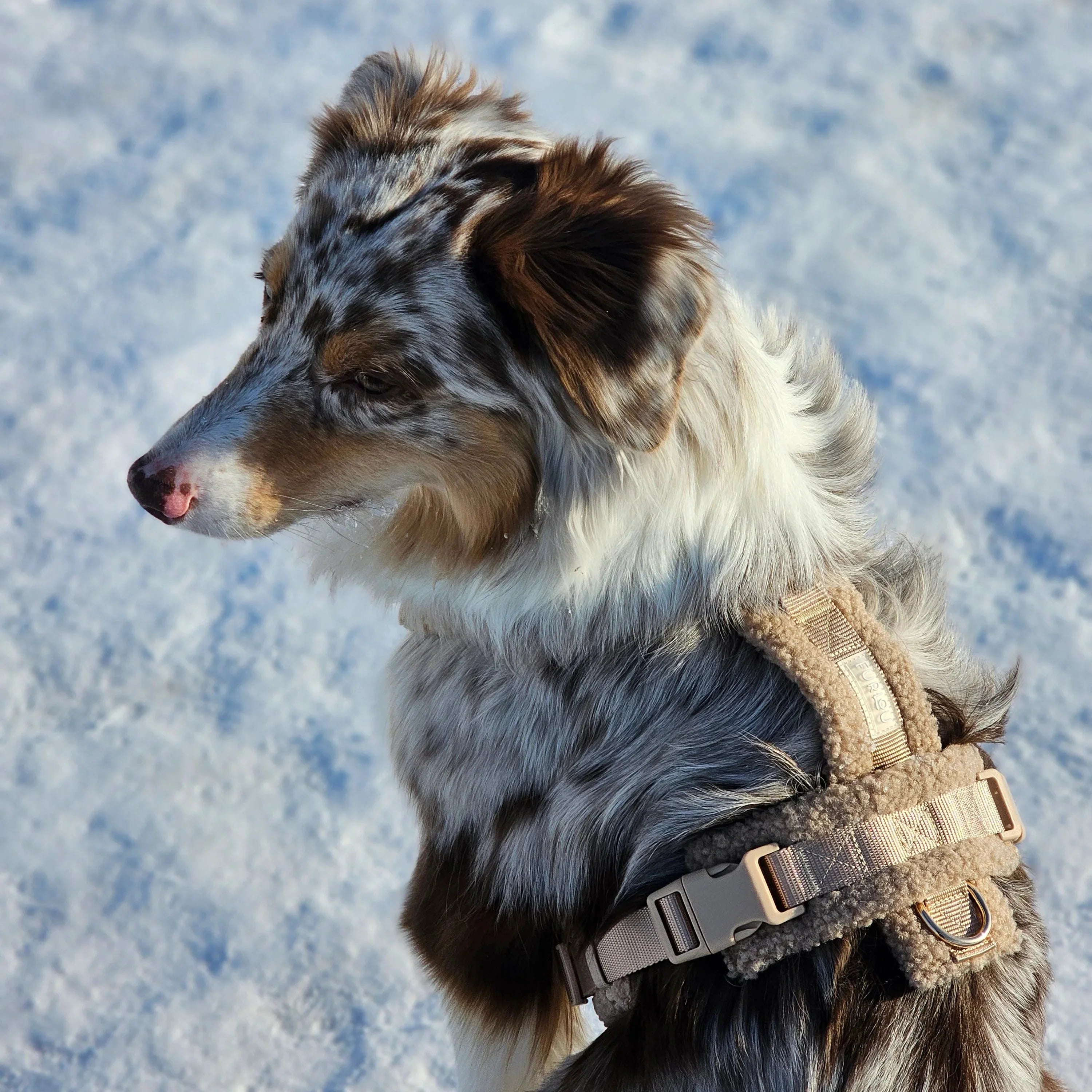 Sherpa Dog Harness