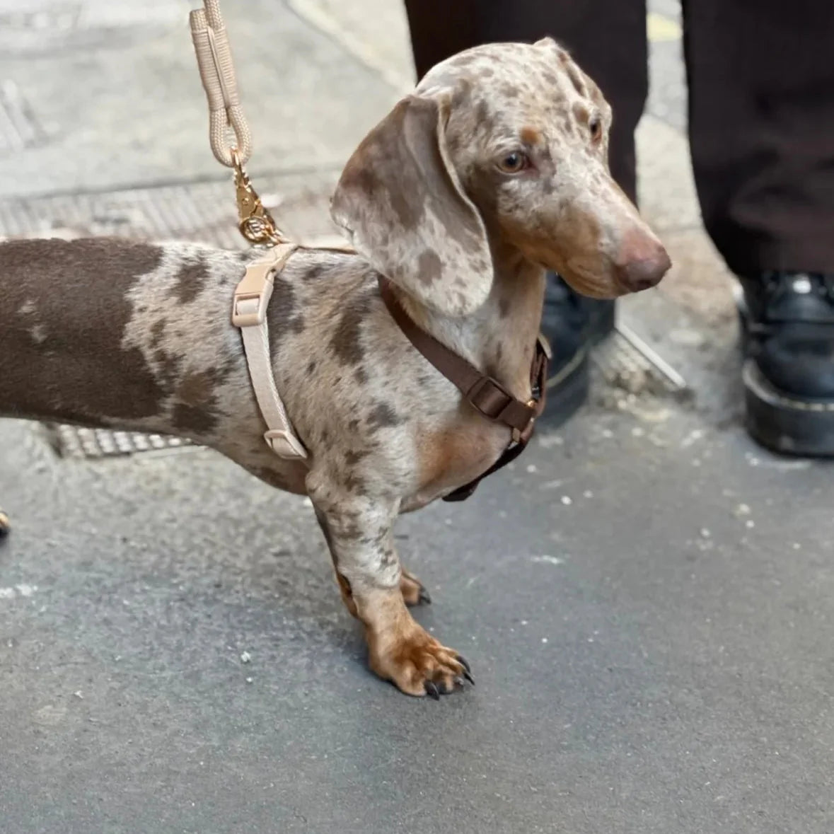 Patterned Dog Harness