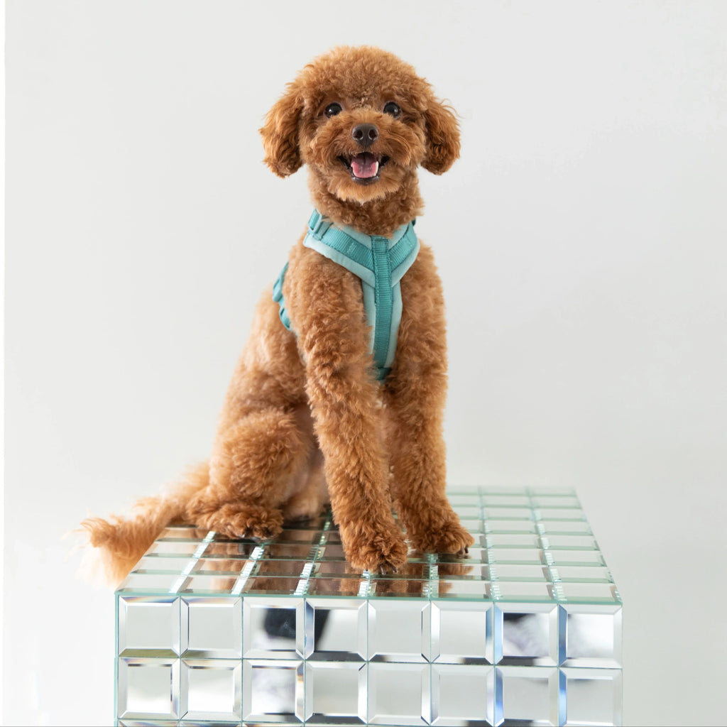 Velvet Dog Harness